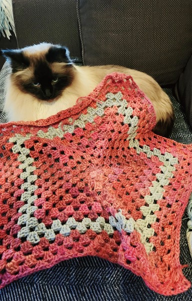Jimothy, seal-point ragdoll, & his new pentagonal crochet blanket