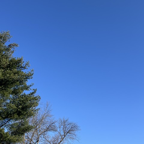 A photo of a cloudless blue sky with a green pine tree on the left side