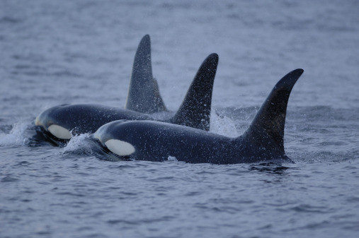 photo of 3 killer whales (Orcinus orca) swimming side by side at the ocean surface. They typically spend their lifetime in family groups led by a matriarch. (Photo: Courtesy of Dr Brandon Southall, NMFS/OPR (CC BY 2.0 Deed).)
