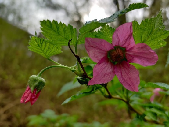 A couple salmonberry flowers. They look rather glad to see me.