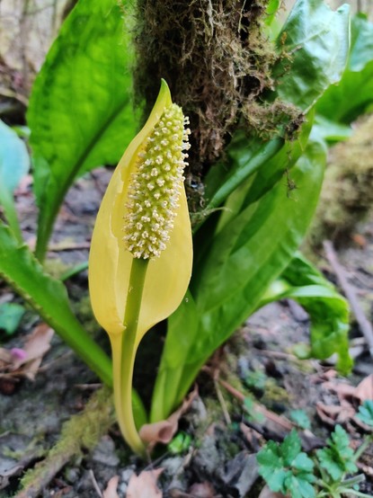 A bright blooming skunk cabbage plant, with a mossy stick behind it.