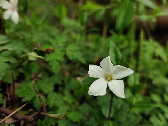 A tiny white flower I'm pretty sure is a Periwinkle. I don't normally notice them growing here, but they're delightful.
