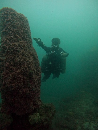 A sidemount diver of 1.80 cm next to a Coral that is at least 2 mts high. Relatively low visibility.