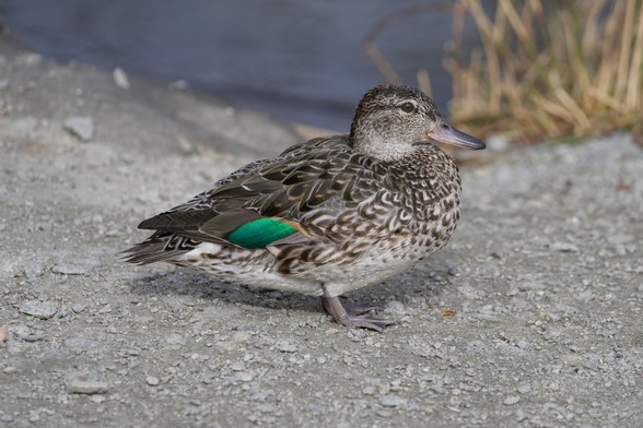 A female Green-winged Teal is standing on the trail, her wing patch clearly visible