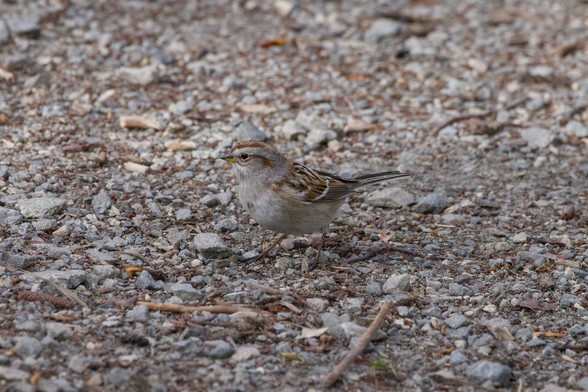 An American Tree Sparrow, a little birds with a grey and russet colour scheme, is on the gravelly trail