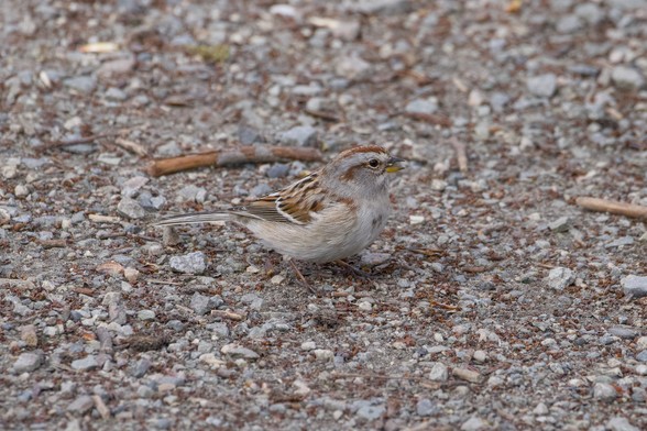 An American Tree Sparrow, a little birds with a grey and russet colour scheme, is on the gravelly trail