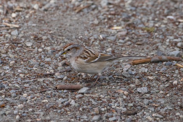 An American Tree Sparrow, a little birds with a grey and russet colour scheme, is on the gravelly trail