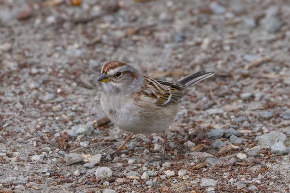 An American Tree Sparrow, a little birds with a grey and russet colour scheme, is on the gravelly trail