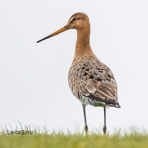 Een fraaie grutto op een dijk op Terschelling