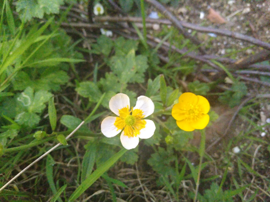 Ranunculus repens, flor silvestre amarela de 5 pétalos. vense dúas flores, unha típica, amarela, e outra de pétalos brancos e estames amarelos, lixeiramente diferente da anterior. as dúas flores son do mesmo pé de planta, debe ser unha mutación espontánea