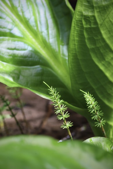 Photo of large wide skunk cabbage leaves framing a brown gap (mud in the background). In the gap, and in the centre of the photo image are two young horsetail stems growing, with their spokes of short green needles circling the slender stems in intervals. A very geometrically interesting-looking plant. The greens are vivid and bright. The skunk cabbage leaves have long veins that are pale yellow. Vibrant spring vibe. 