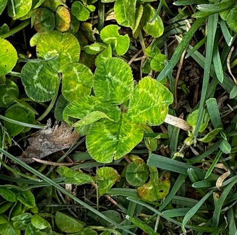 🍀