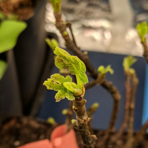 A photo of a Hardy Chicago Fig coming out of dormancy under an LED grow light taken on April 8, 2024. This was 5 days after shipped from nursery. It has about a 3/4 inch, 20mm, of leaf sprouted.
