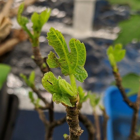 A photo of a Hardy Chicago Fig coming out of dormancy under an LED grow light taken on April 10, 2024. This was 7 days after shipped from nursery. It has 1 inch, 25mm, of leaf sprouted.
