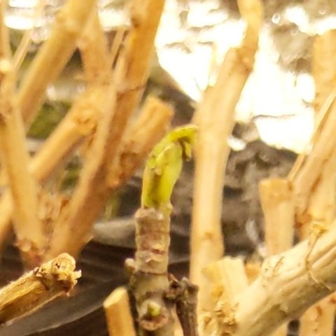 A photo of a Hardy Chicago Fig coming out of dormancy under an LED grow light taken on April 5, 2024. This was 2 days after shipped from nursery. It has about a quarter inch, 6mm, of leaf sprouted.