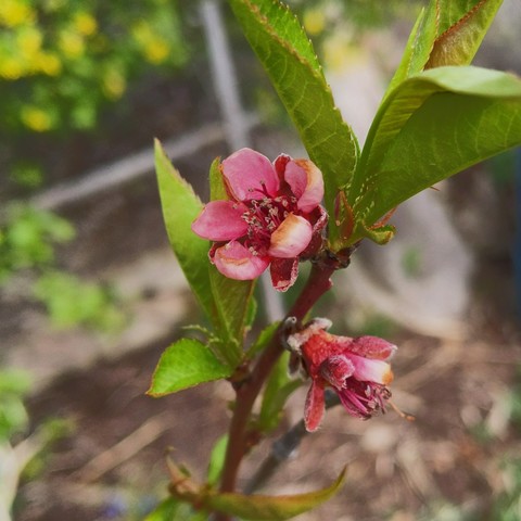 A cropped closeup photo of a peach tree blossom. It looks a bit rough from likely frost damage 4 weeks ago. It is a deep pink color with the center more red. There are green with red tinted edge leaves above and below it.