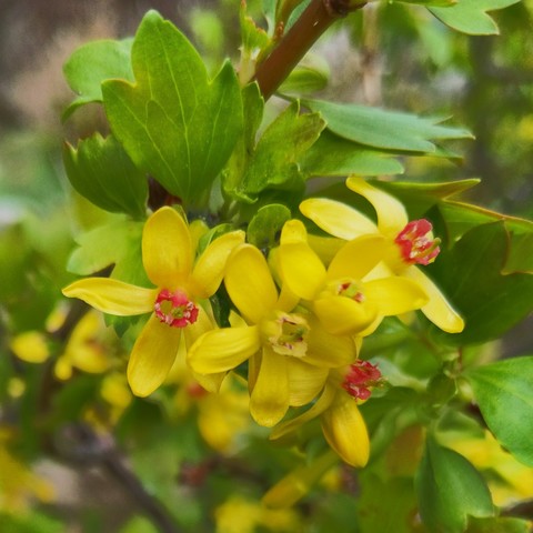 A cropped closeup photo of a Clove currant Ribes odoratum cluster of blossoms. They are yellow and have 5 petals, the center has some orange to it and is a bit tubular. There are leaves sprouting behind and above the blossoms.