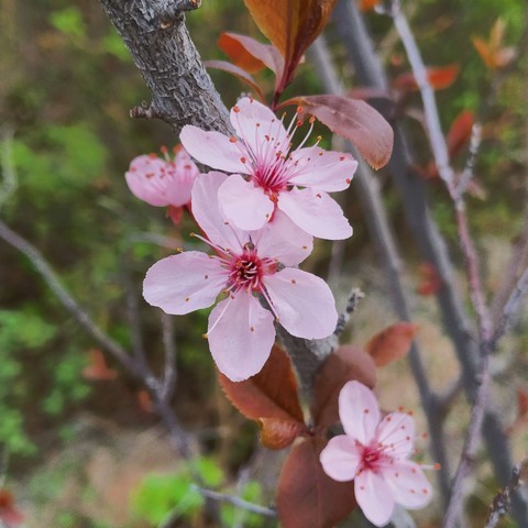 A cropped closeup photo of a flowering plum like tree. This is the type with zero fragrance. There are two open blossoms, the center is a deep pink color, the petals are a very faded pink.