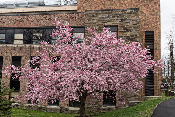 A pink flowering tree fills half the frame, behind it is a building with reddish brown bricks and numerous rectangular windows.