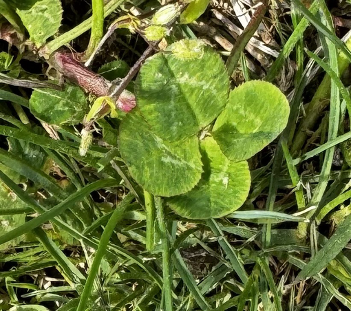 🍀