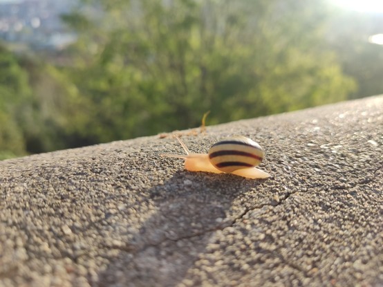 Cute snail I found on my way to school