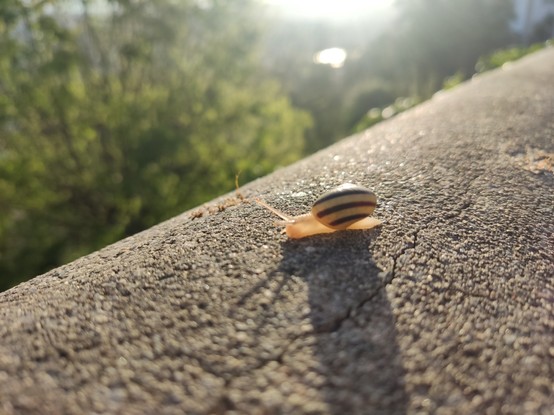 Cute snail I found on my way to school