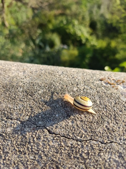 Cute snail I found on my way to school