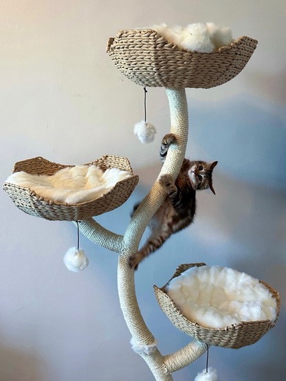 My cat Sophie caught mid-climb as she claws her way up her beloved cat tree