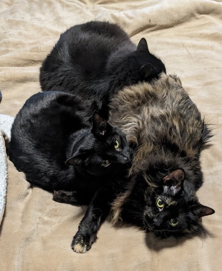 Three black cats on my bed, miffed over being disturbed