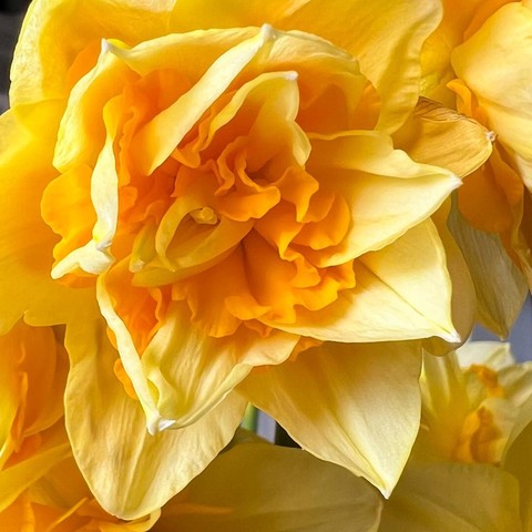 Close up photo of a “fancy” daffodil blossom.