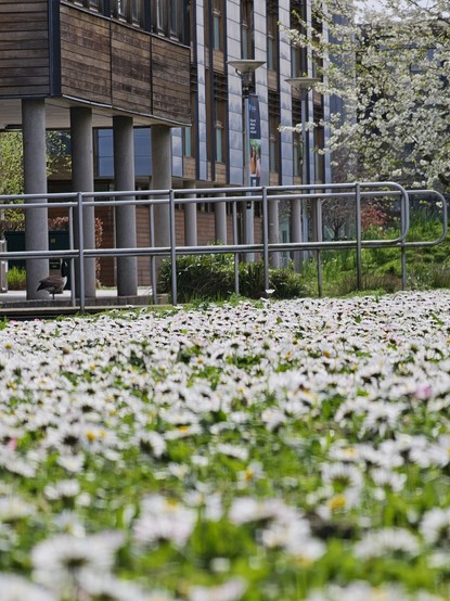Daisy field and building in the distance