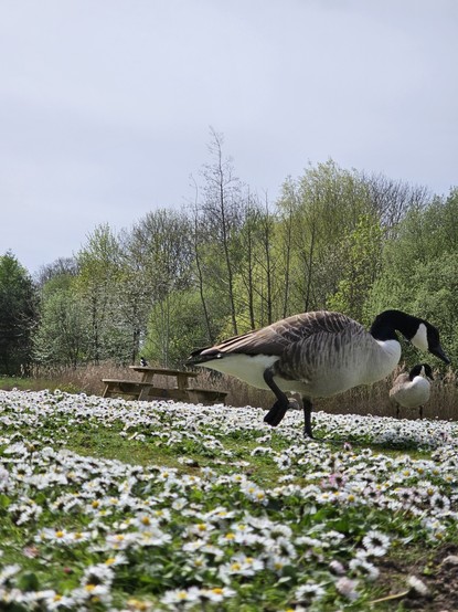Canadian geese on daisy field with trees in the distance