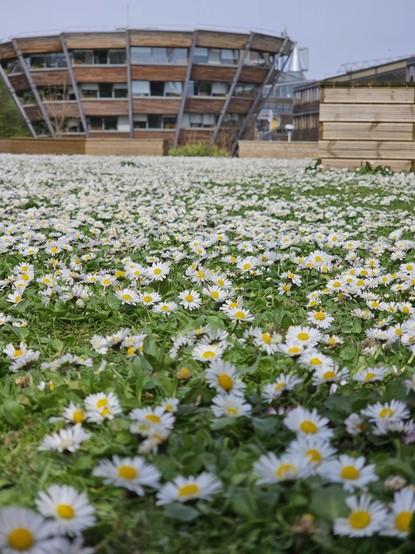 Daisy field and cone shaped building in the distance