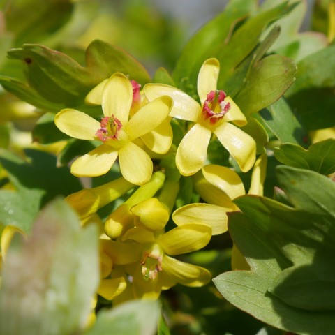 A cropped closeup photo of the blossoms of a Clove currant Ribes odoratum. The flowers have 5 petals, the center is tubular with a redish-orance rim, in the center of that tube there is a longer piece that is yellow transitioning to green on it's tip that is slightly larger and slightly spread. There are 4 or so open flowers 3 or so unopened flowers. The unopened flowers are tubular, green where attached which fades to yellow near the tip that is somewhat bulbous. The green leaves around the flowers have a bit of red on some of their edges. The two upper open blossoms are facing the late afternoon sun.