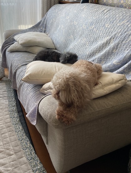 Two toy poodles, one black and one light brown, diligently guarding a sofa by sitting on top of it and dozing on a Saturday afternoon.