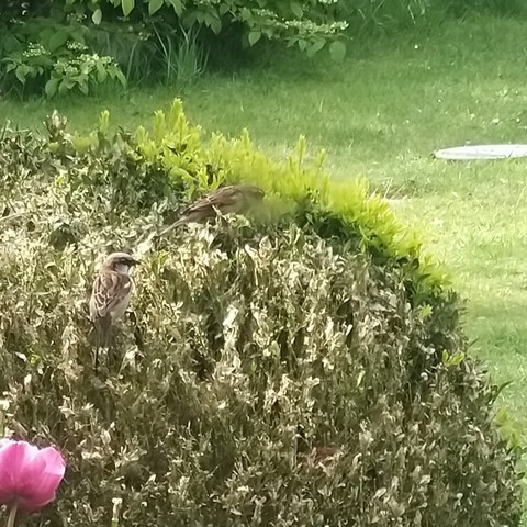 A box bush severely affected by box moth . In the centre and at one o clock two sparrows picking the caterpillars off.
