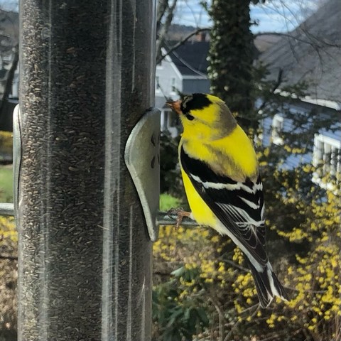 Closeup of a young goldfinch at a bird feeder