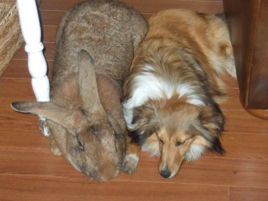 A large Flemish Giant rabbit and a Shetland Sheepdog lying close together on a wooden floor.