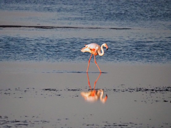 flamenco común, Phoenicopterus roseus, paseando en losnhumedales de La Tancada