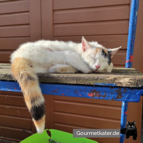 Schlafende Katze auf Regal im Garten