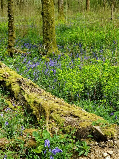 A mossy log surrounded by bluebells and wood spurge in an ancient woodland in early spring 