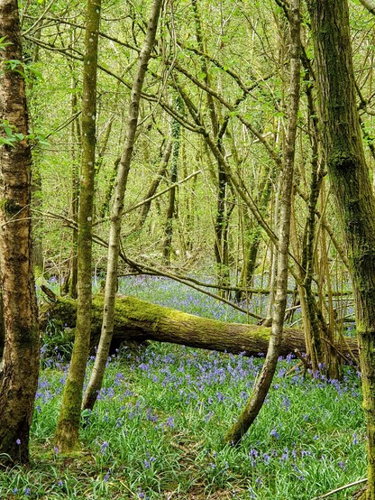 Drifts of bluebells in spring sunshine beneath oak and hazel woodlands