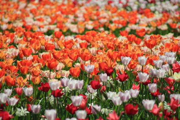 Ein Feld von Tulpen mit roten und weißen Blüten von der Seite. Sonnenlicht fällt durch die Blüten hindruch.
