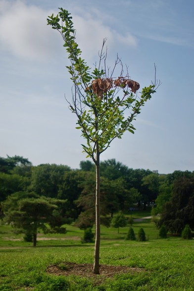 A lone sapling in Owl’s Head Park, Brooklyn