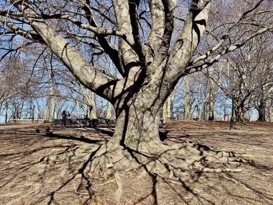 Enormous, ancient tree in the middle of the park in bright sunlight