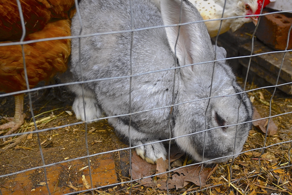 A large grey rabbit and part of a reddish-brown chicken inside a wire enclosure with straw on the ground.