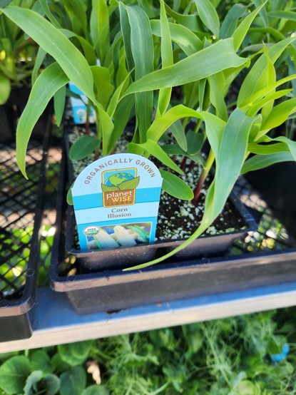 A corn variety called corn illusion