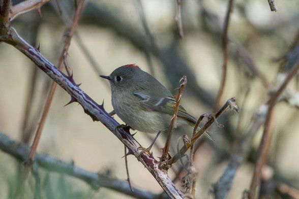 A male Ruby-crowned Kinglet is in the shade, standing on a thorny branch. Its red crest is just visible