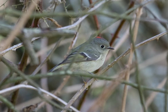 A male Ruby-crowned Kinglet is in the shade, standing on a branch. A little strip of Its red crest is visible