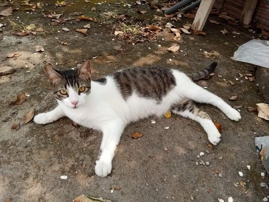 Keiser 😸